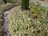 大きく成長したフキが開花