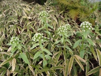 大きく成長したフキが開花