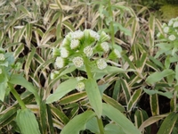 大きく成長したフキが開花