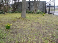 咲き誇るスイセン