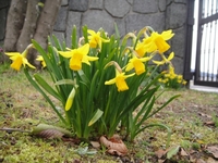 咲き誇るスイセン