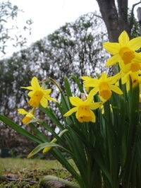 咲き誇るスイセン