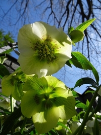 春を告げる花々