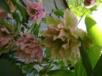 春を告げる花々