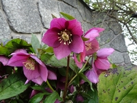 春を告げる花々