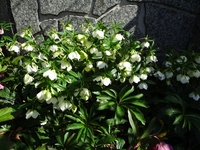 春を告げる花々