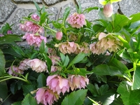 春を告げる花々