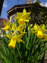 春を告げる花々