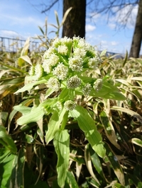 春を告げる花々