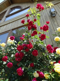 見ごろを迎えたバラたち