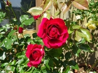 見ごろを迎えたバラたち