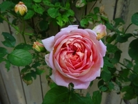 見ごろを迎えたバラたち