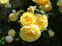 見ごろを迎えたバラたち