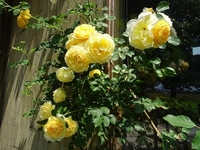 見ごろを迎えたバラたち