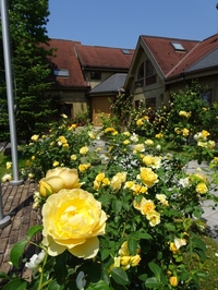 見ごろを迎えたバラたち