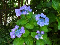 梅雨の風物詩！アジサイの開花