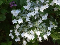 梅雨の風物詩！アジサイの開花