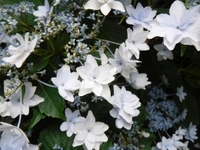 梅雨の風物詩！アジサイの開花