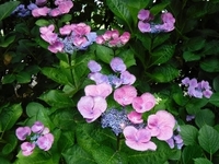 梅雨の風物詩！アジサイの開花