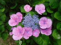 梅雨の風物詩！アジサイの開花