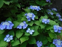 梅雨の風物詩！アジサイの開花