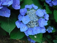 梅雨の風物詩！アジサイの開花