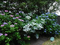 梅雨の風物詩！アジサイの開花