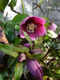 クリスマスローズの季節