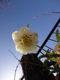 クリスマスローズの季節