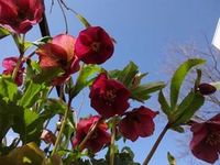 クリスマスローズの季節