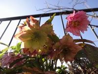 クリスマスローズの季節