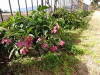 クリスマスローズの季節