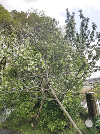 花々の季節到来