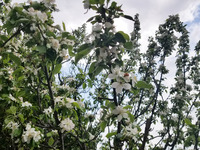 花々の季節到来