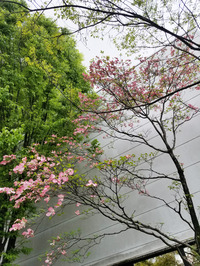 花々の季節到来