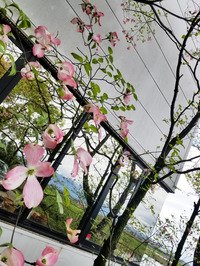 花々の季節到来