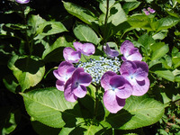 梅雨を感じるアジサイ