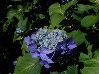 梅雨を感じるアジサイ