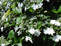 梅雨を感じるアジサイ