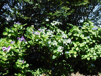 梅雨を感じるアジサイ