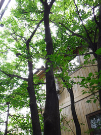 オリガーデンの花々