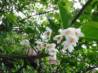 オリガーデンの花々