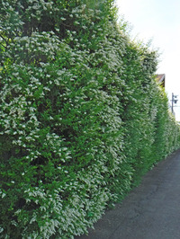 オリガーデンの花々