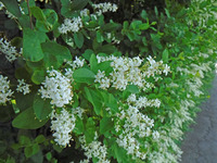 オリガーデンの花々