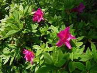 オリガーデンの花々