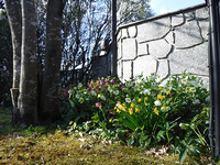 春の花々が次々と開花