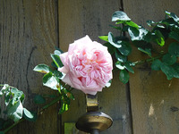 今年もバラが満開です