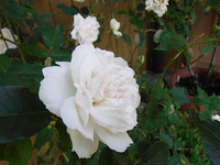 今年もバラが満開です