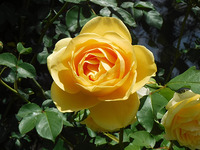 今年もバラが満開です