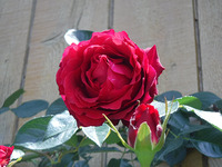 今年もバラが満開です